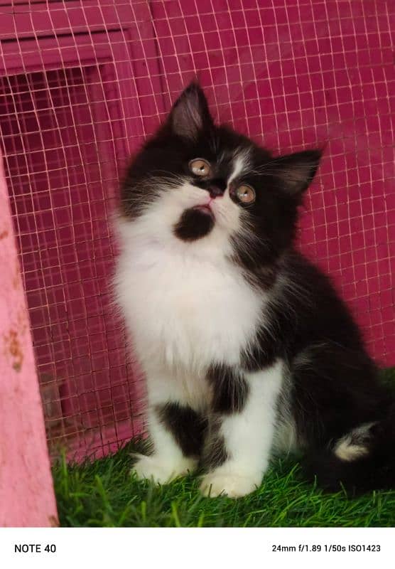 Persian/ black and white/ male kitten / kitten for sale 0