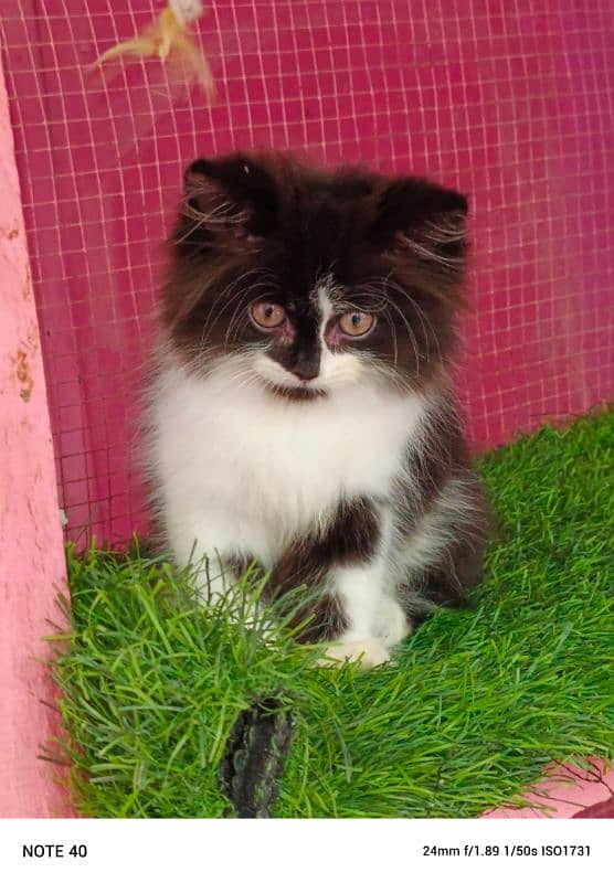 Persian/ black and white/ male kitten / kitten for sale 1