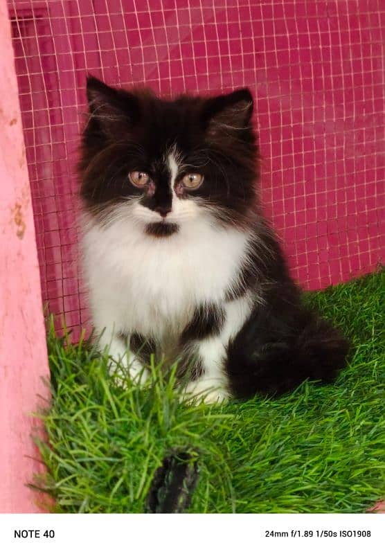 Persian/ black and white/ male kitten / kitten for sale 3