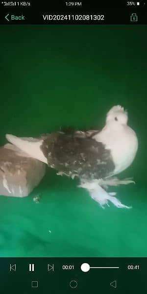 Pigeon for sale exchange possible  watsap no 0342.4552734 1