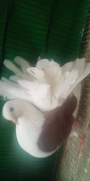 Pigeon for sale exchange possible  watsap no 0342.4552734 2