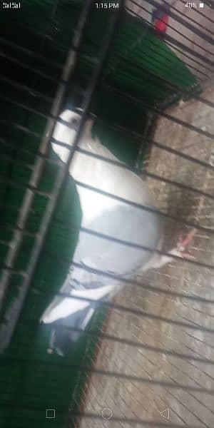 Pigeon for sale exchange possible  watsap no 0342.4552734 4