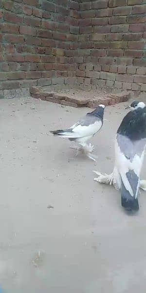 Pigeon for sale exchange possible  watsap no 0342.4552734 5