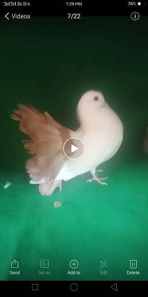 Pigeon for sale exchange possible  watsap no 0342.4552734 8