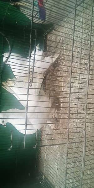 Pigeon for sale exchange possible  watsap no 0342.4552734 9