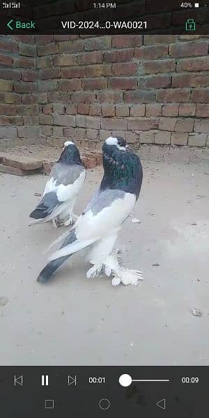 Pigeon for sale exchange possible  watsap no 0342.4552734 10