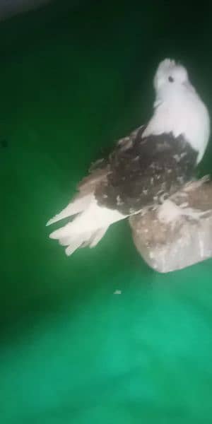 Pigeon for sale exchange possible  watsap no 0342.4552734 11