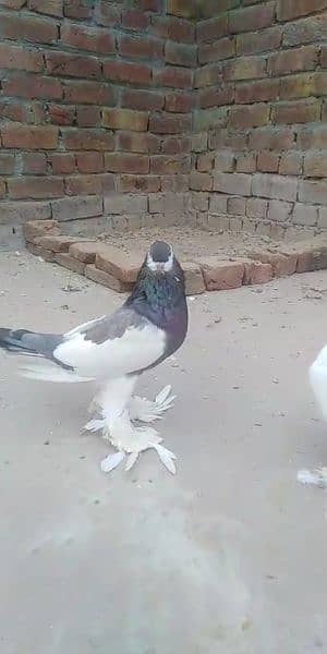 Pigeon for sale exchange possible  watsap no 0342.4552734 14