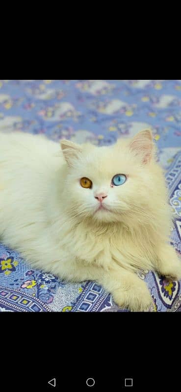 persian male triple coated 0