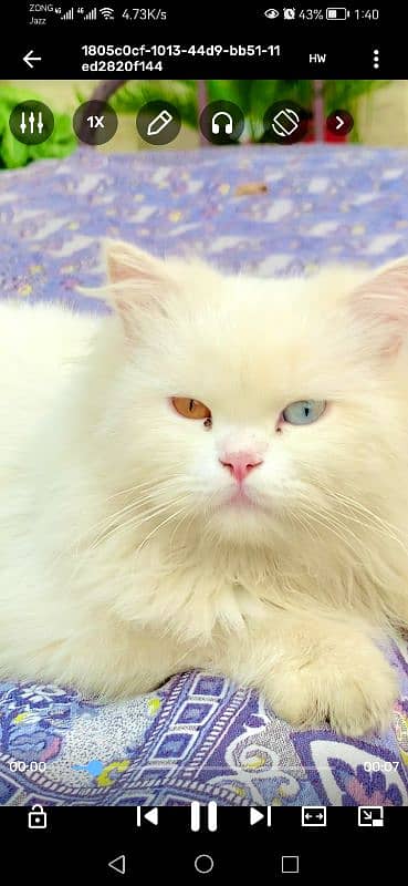 persian male triple coated 1