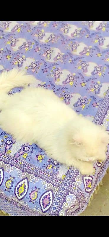 persian male triple coated 2