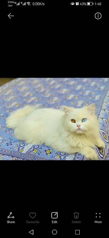 persian male triple coated 3