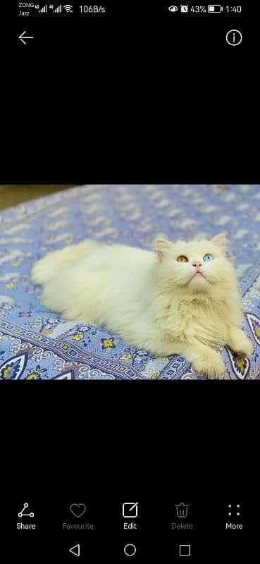 persian male triple coated 4