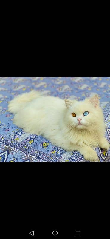 persian male triple coated 5