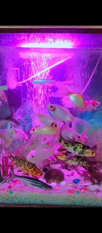 quality aquarium for sale (24000) 3