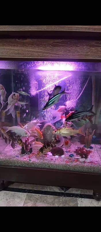 quality aquarium for sale (24000) 5