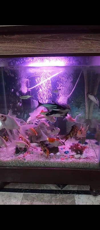 quality aquarium for sale (24000) 6