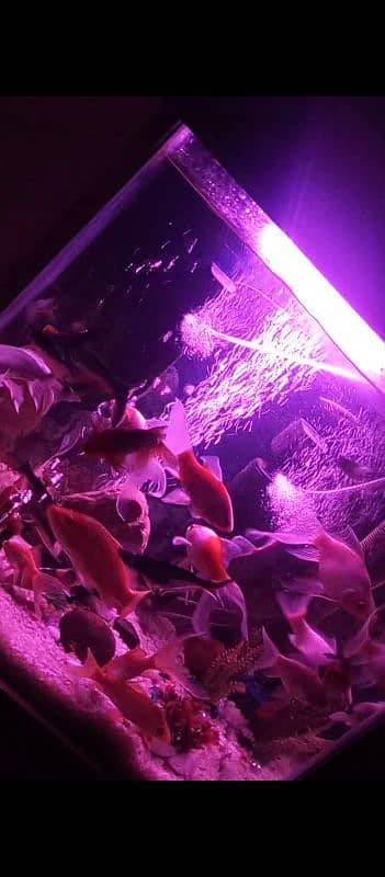 quality aquarium for sale (24000) 7