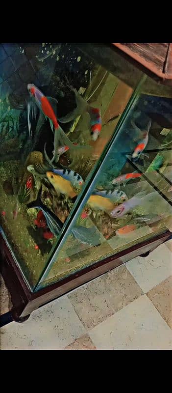 quality aquarium for sale (24000) 10