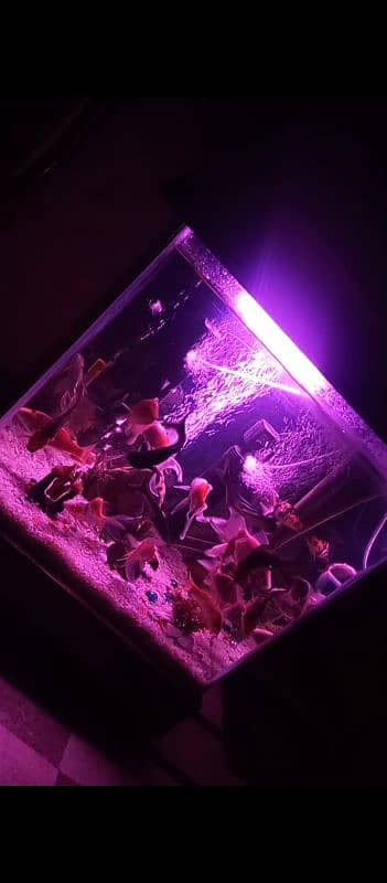 quality aquarium for sale (24000) 11