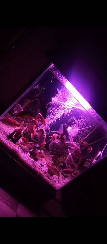 quality aquarium for sale (24000) 12