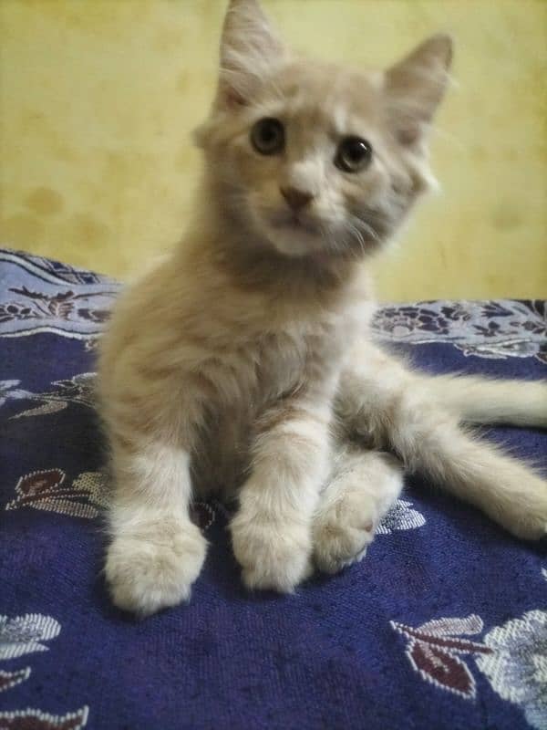 Persain  kitten Tripple Coated | White coat | Male& Female 3