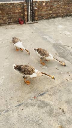 Long Neck Ducks For Sale