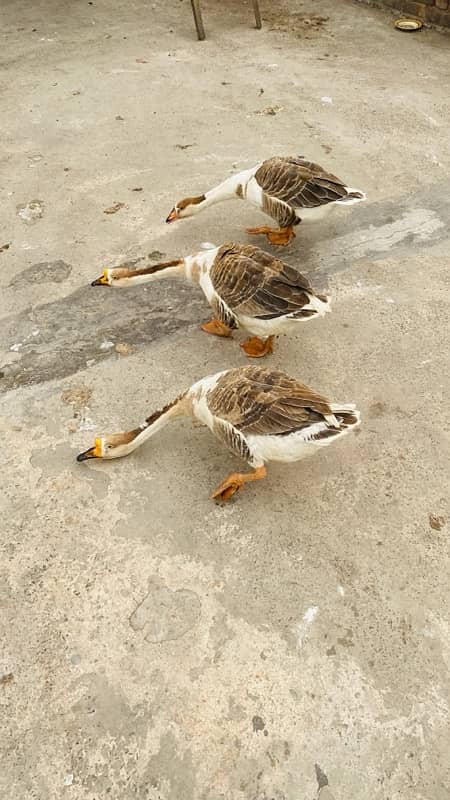 Long Neck Ducks For Sale 5