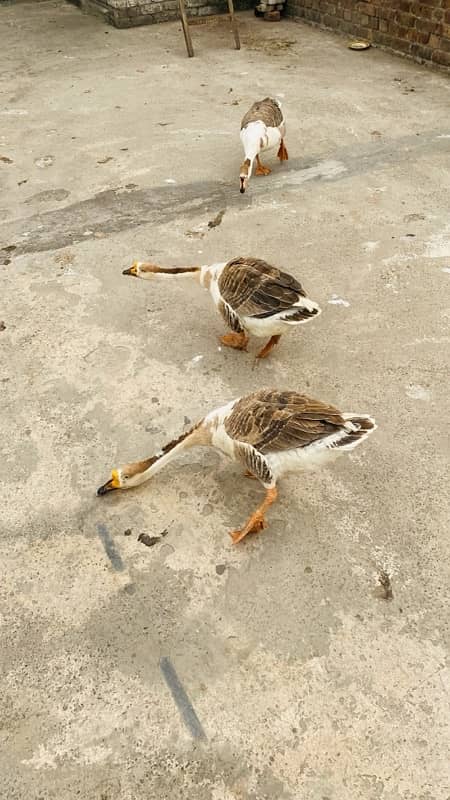 Long Neck Ducks For Sale 6