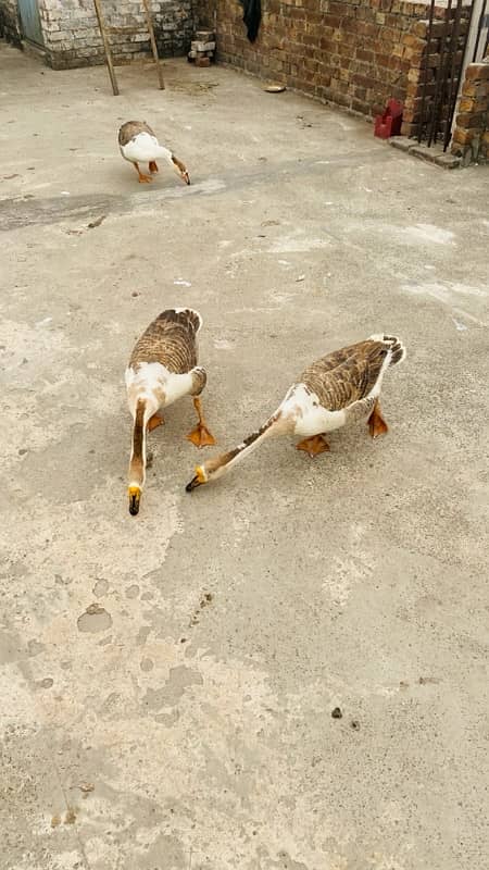 Long Neck Ducks For Sale 7