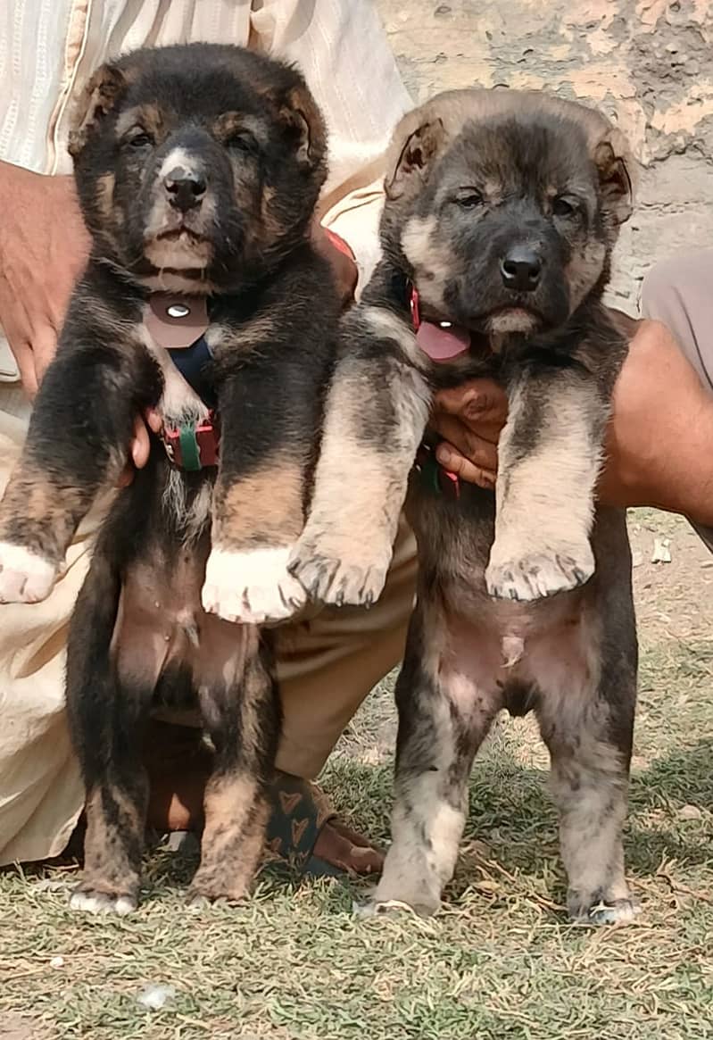 Afghan Kuchi | Afghan Kuch puppies for sale  | Afghan Kuchi dog |puppy 0