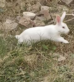 Rabbit | Red Eyes Rabbit