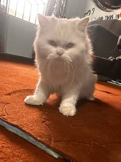 White Persian Adults Cat Pair Double Coated Beaitiful Face