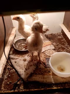 India parrot beak long tail aseel chicks