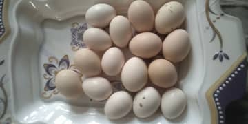 Aseel Fertile Eggs for sale