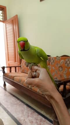 green parrot for sale