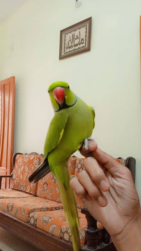 green parrot for sale with 100 granty and clear batyn 1