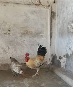 murga Young male chicks pathy cock