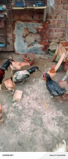 MashAllah Full healthy and active Eggs deti Desi Murgiyan for sale