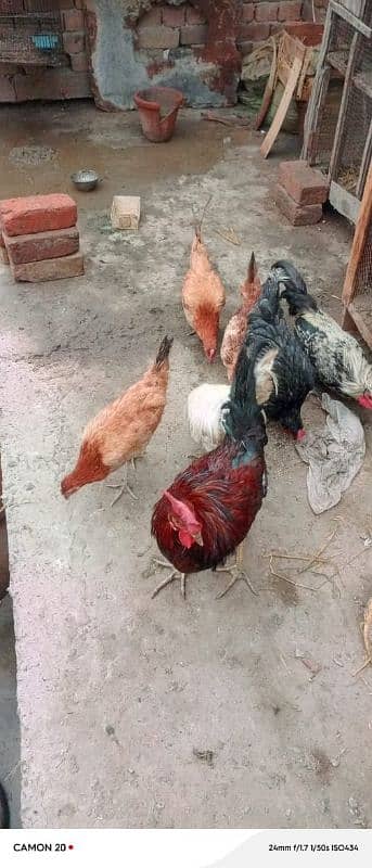 MashAllah Full healthy and active Eggs deti Desi Murgiyan for sale 3