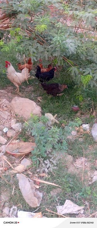 MashAllah Full healthy and active Eggs deti Desi Murgiyan for sale 7