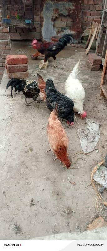 MashAllah Full healthy and active Eggs deti Desi Murgiyan for sale 9