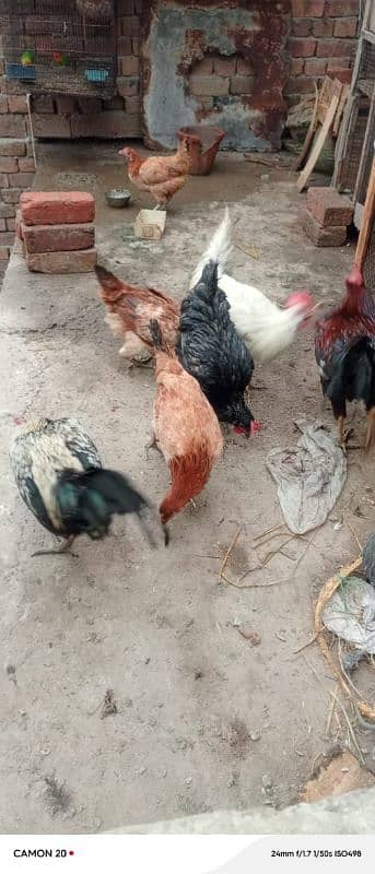 MashAllah Full healthy and active Eggs deti Desi Murgiyan for sale 11