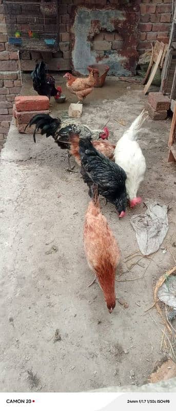 MashAllah Full healthy and active Eggs deti Desi Murgiyan for sale 12