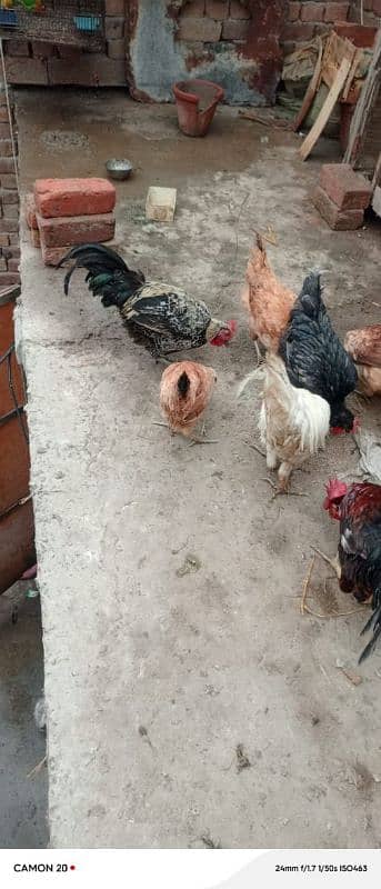 MashAllah Full healthy and active Eggs deti Desi Murgiyan for sale 13