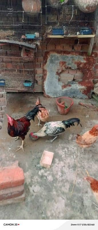 MashAllah Full healthy and active Eggs deti Desi Murgiyan for sale 14