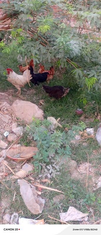 MashAllah Full healthy and active Eggs deti Desi Murgiyan for sale 17