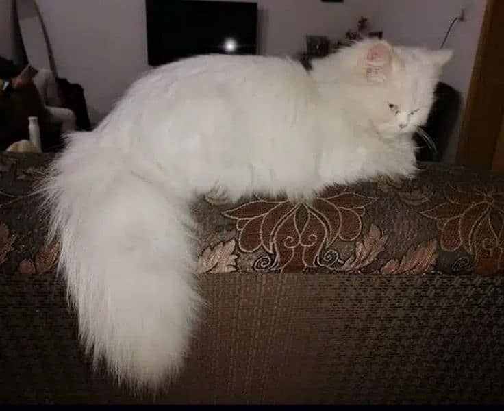 Persian cat 1