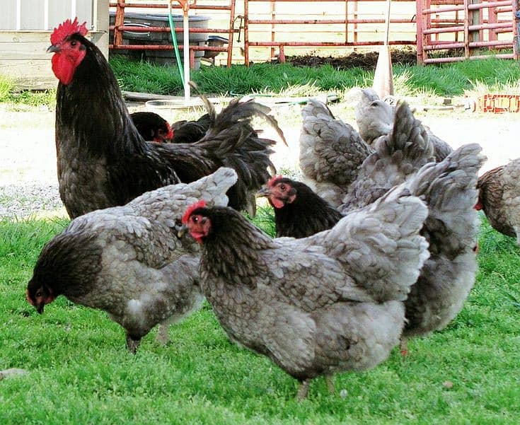 black blue australorp heritage chicks (1 day choza) 0