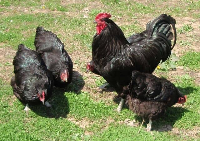 black blue australorp heritage chicks (1 day choza) 1